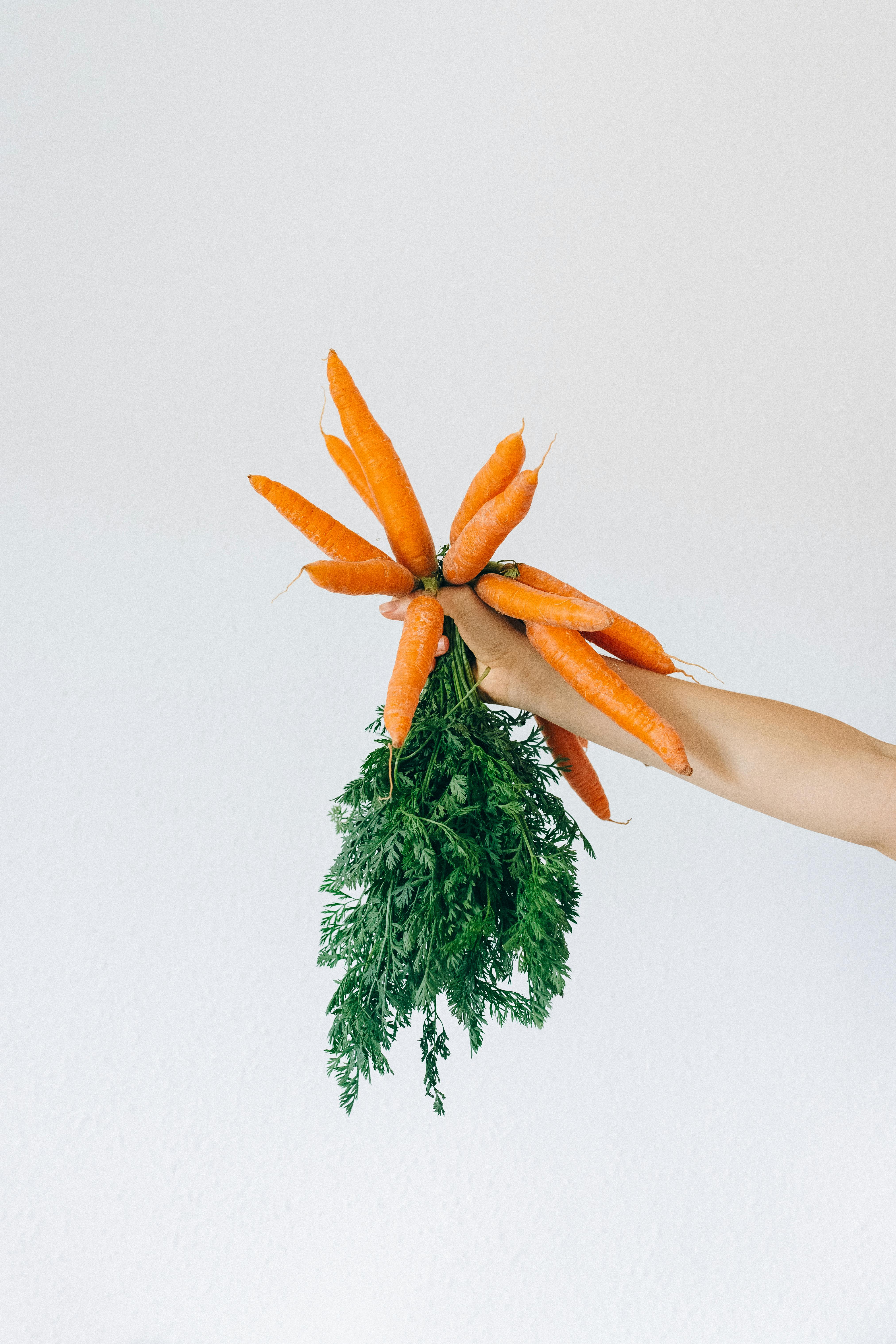 orange and green plant on white background