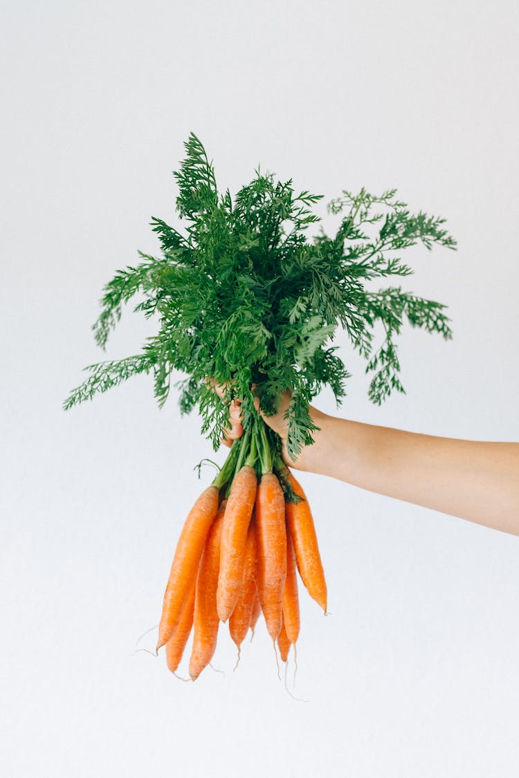 A Person Holding Fresh Carrots