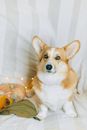 一只可爱的彭布罗克威尔士柯基犬坐在室内，身旁摆着南瓜和温暖的秋季装饰