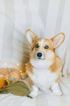 一只可爱的彭布罗克威尔士柯基犬坐在室内，身旁摆着南瓜和温暖的秋季装饰