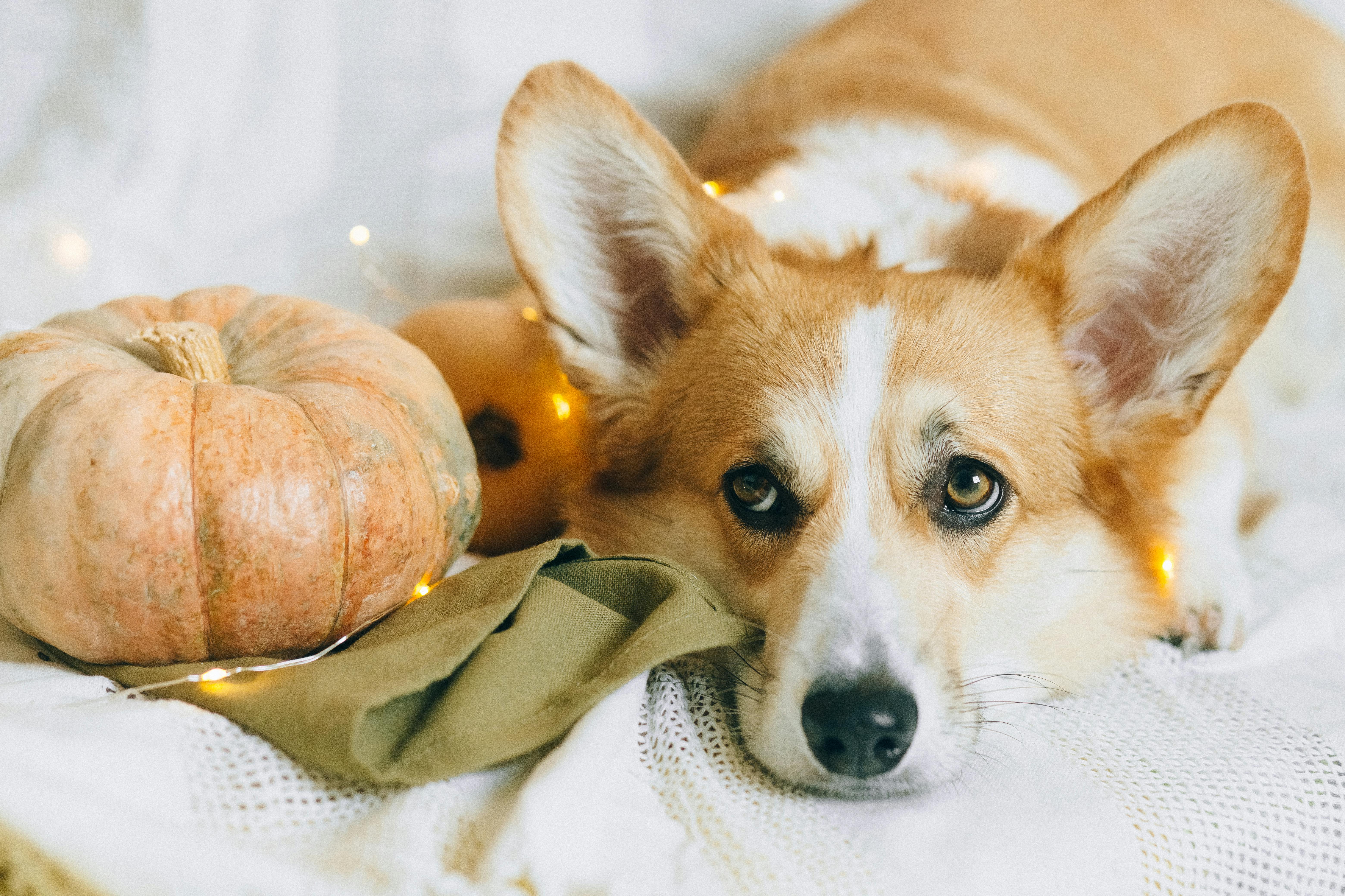 brown and white corgi puppy lying on brown textile