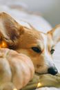 一只可爱的彭布罗克威尔士柯基犬在南瓜旁休息，南瓜里透出柔和的仙女灯光