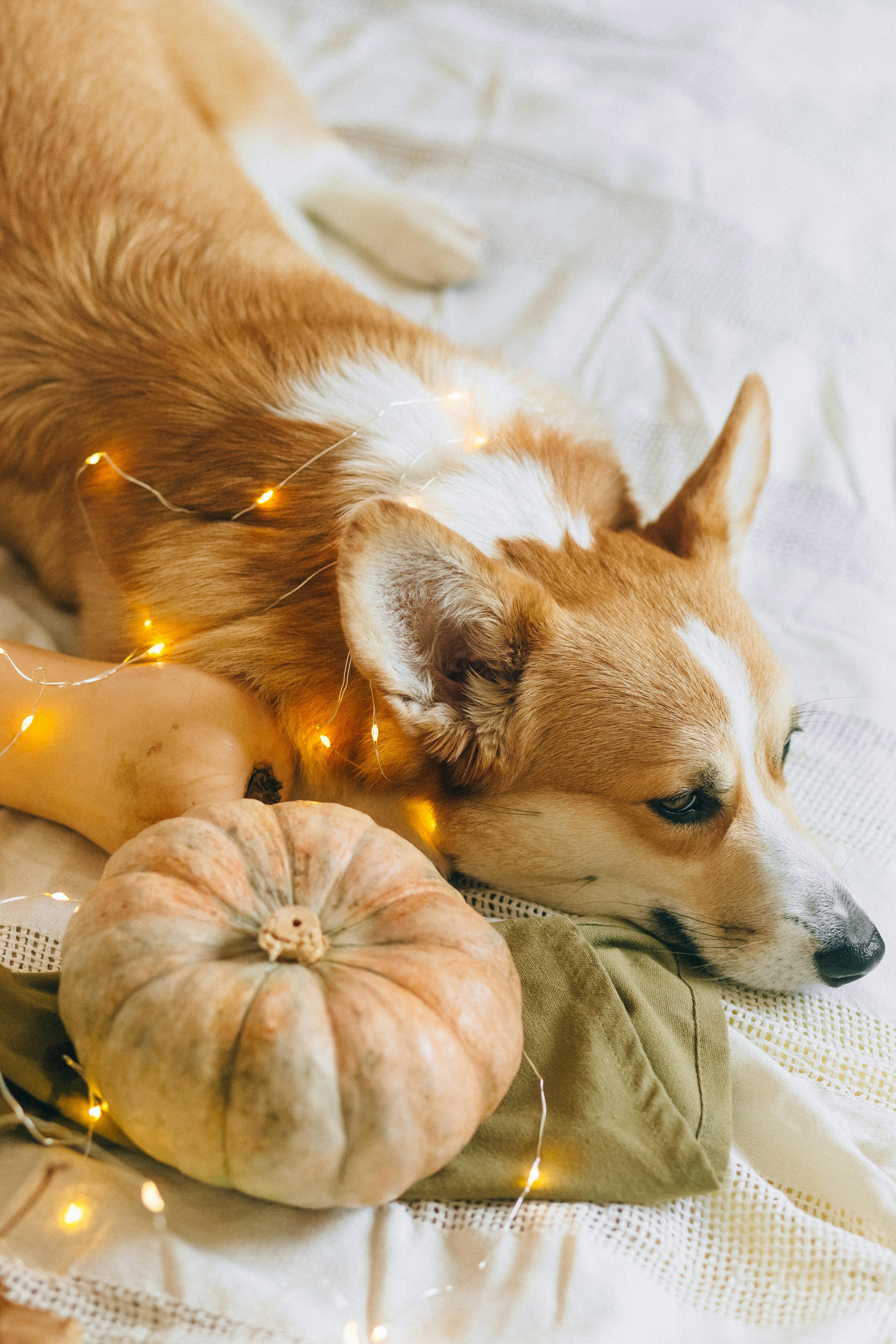 brown and white short coated dog lying on white textile beside pumpkin