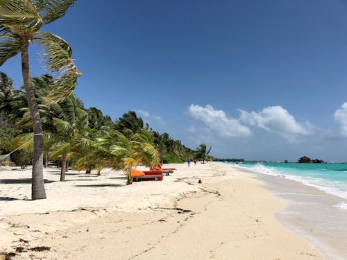 Wind Blowing on Tropical Seashore