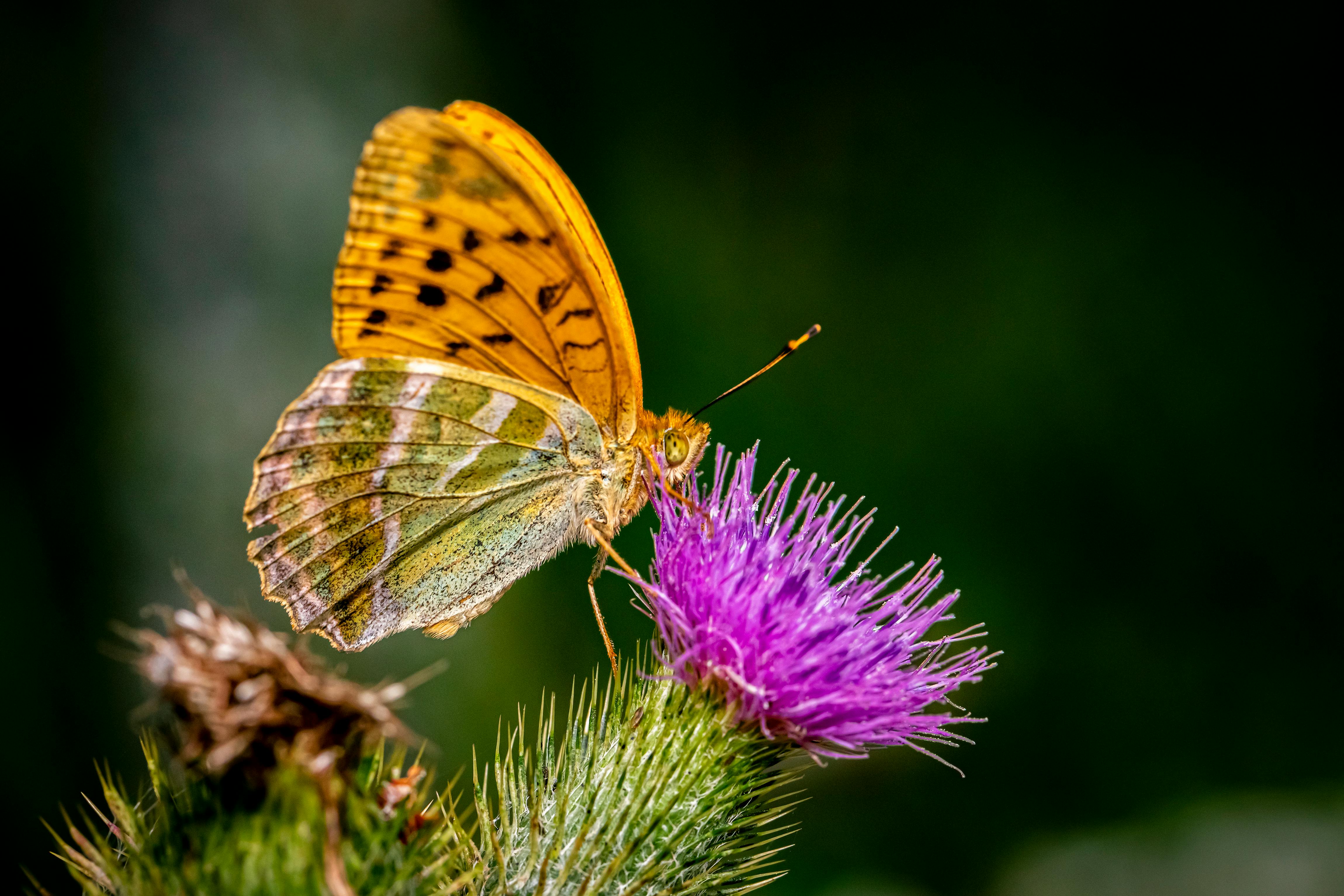 Close-up Of Butterfly Pollinating Flower · Free Stock Photo