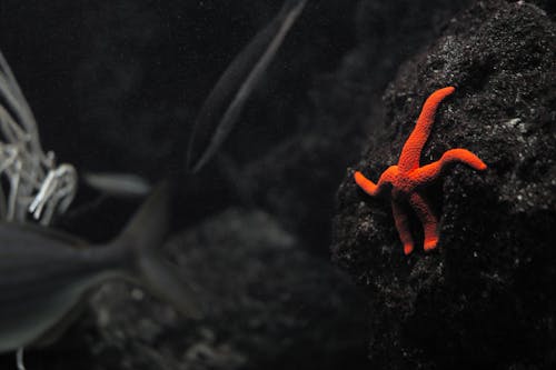 Ingyenes stockfotó állatfotók, csendes-óceáni vér csillag, közelkép témában