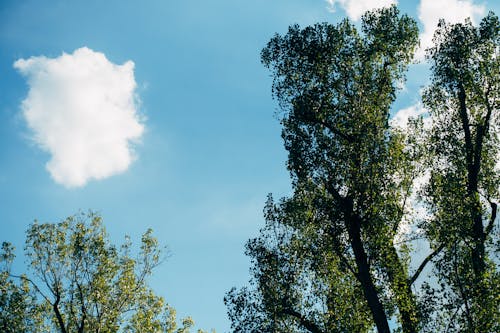 Immagine gratuita di alberi, cielo azzurro, cloud
