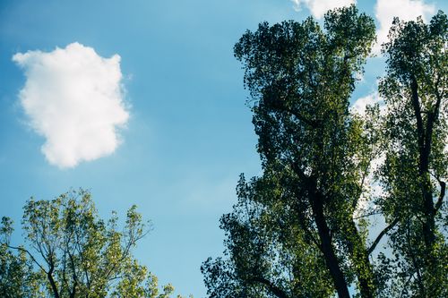 Free Tall green trees reaching towards a bright blue sky with fluffy white clouds. Stock Photo