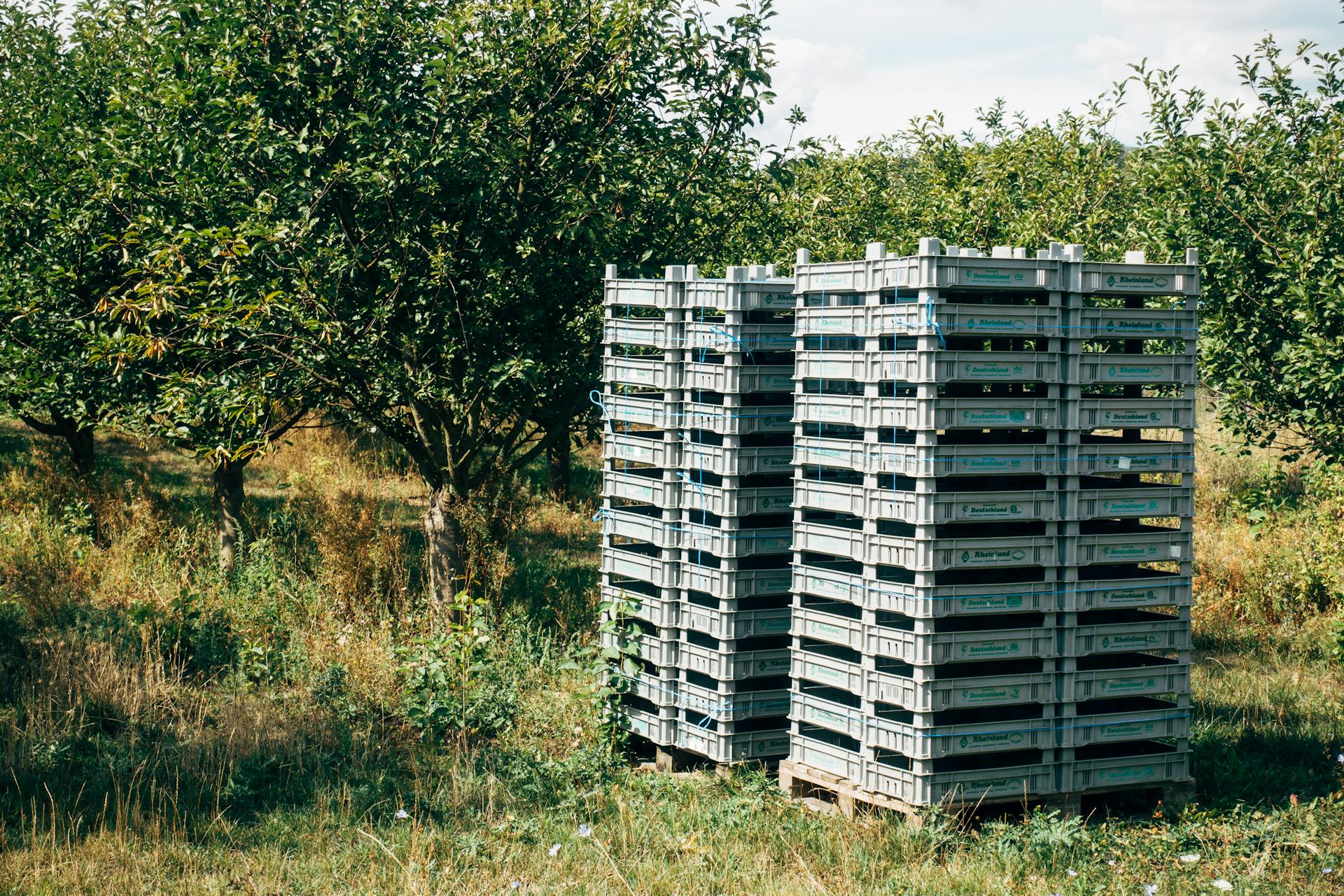 Plastic Crates in Orchard