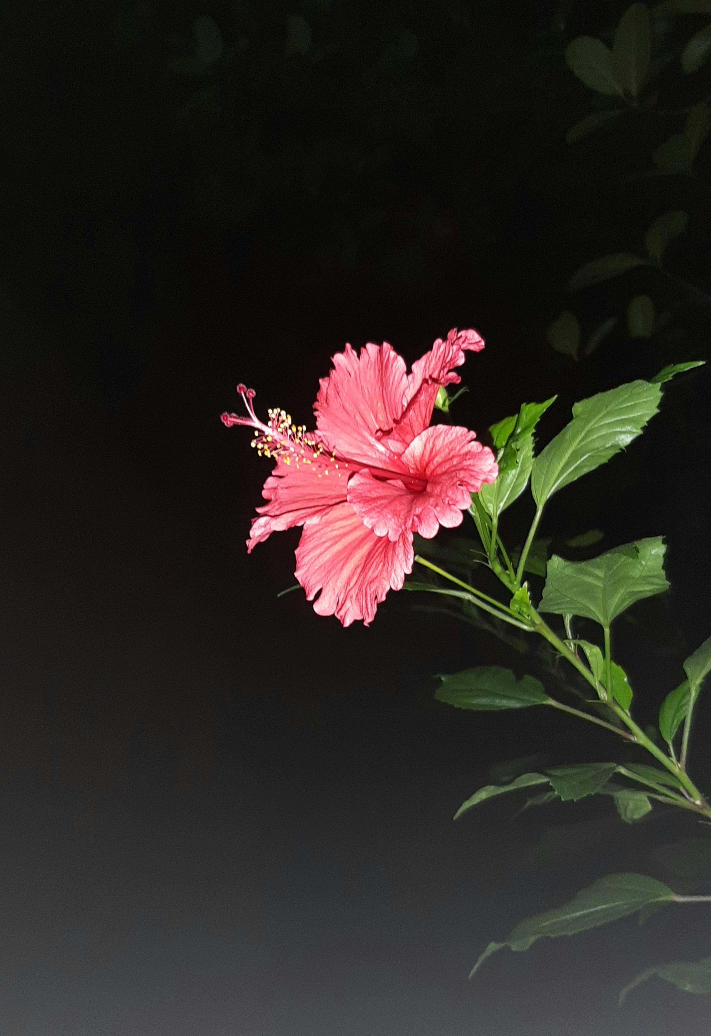 Elephat - Indian Business Conglomerate