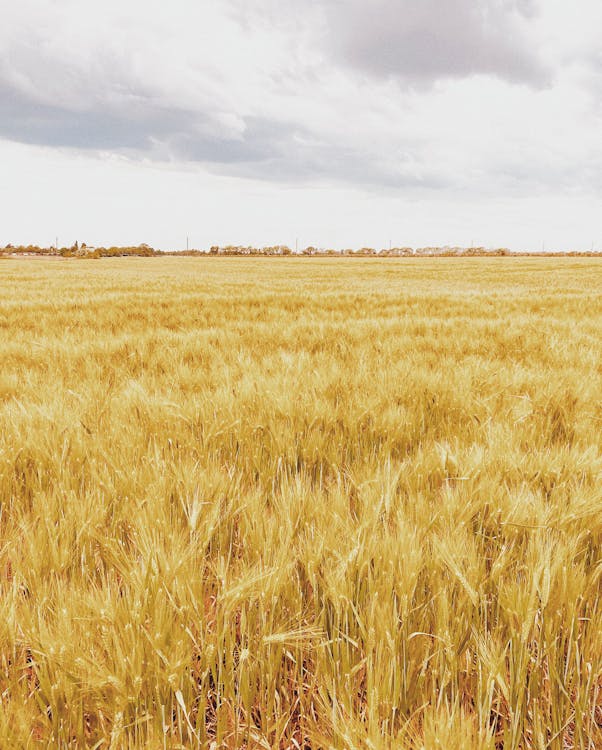 Brown Grass Field Under White Clouds