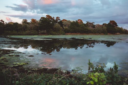 Бесплатное стоковое фото с болото, деревья, отражение
