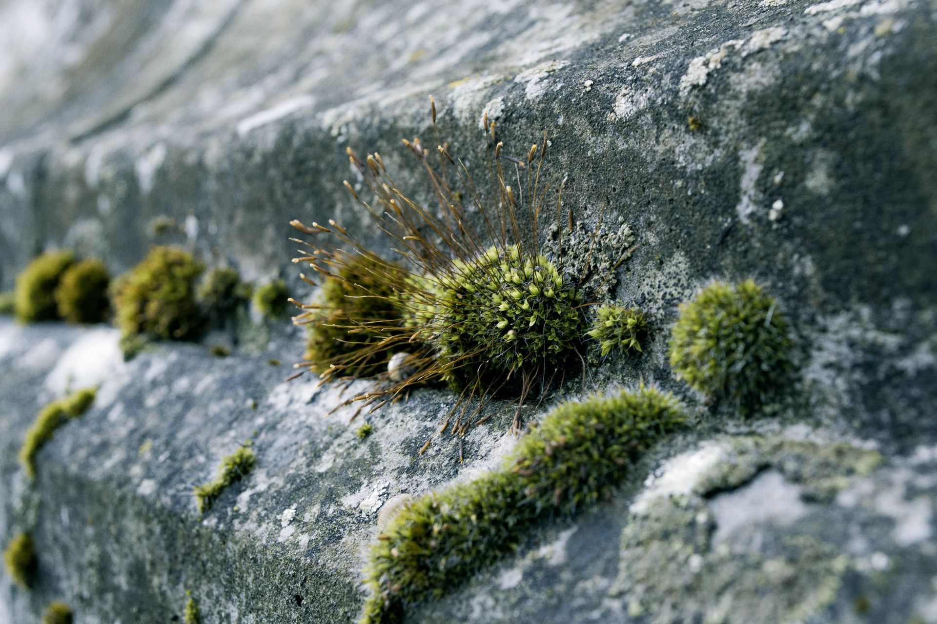 Green Moss on Concrete