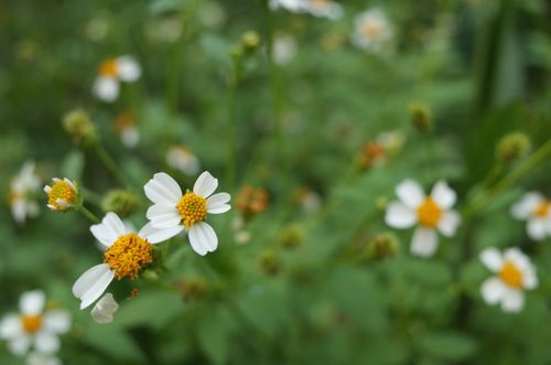 Free A close-up of white chamomile flowers with a soft focus background, showcasing delicate petals and vibrant yellow centers. Stock Photo