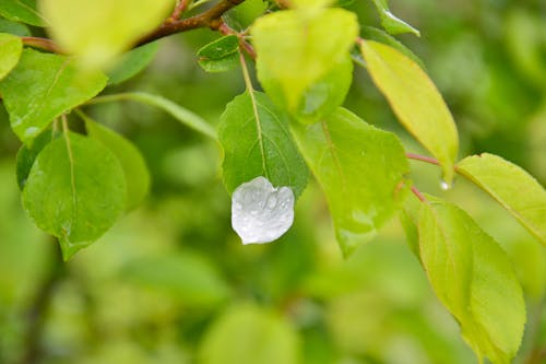 White Petal with Water Droplets on a Leaf 