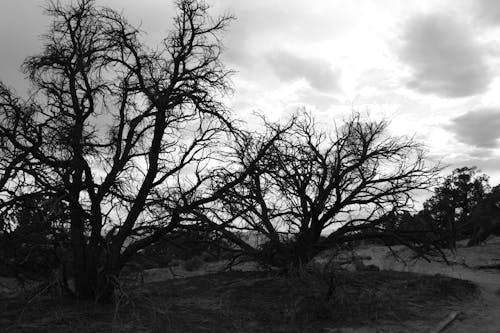 Grayscale Photo of Bare Trees