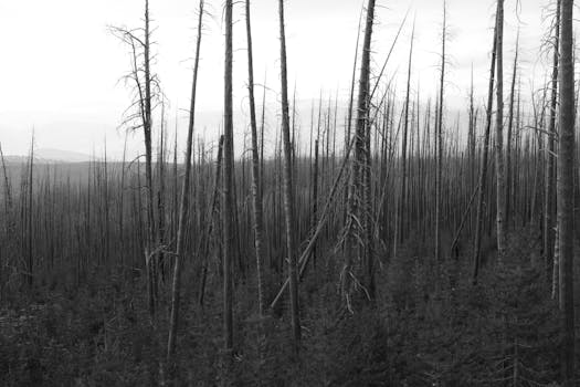 Black-and-white view of a forest with tall, bare trees and a serene atmosphere.