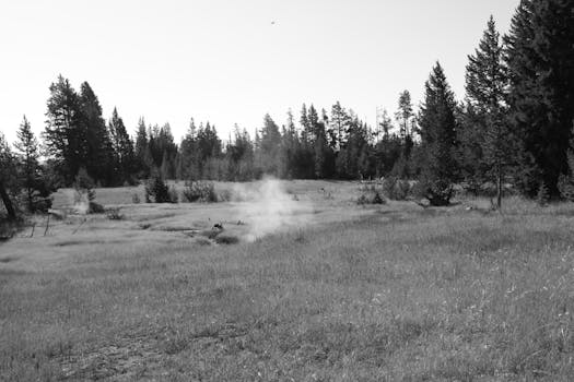 Tranquil black-and-white forest scene with mist rising from a grass field.