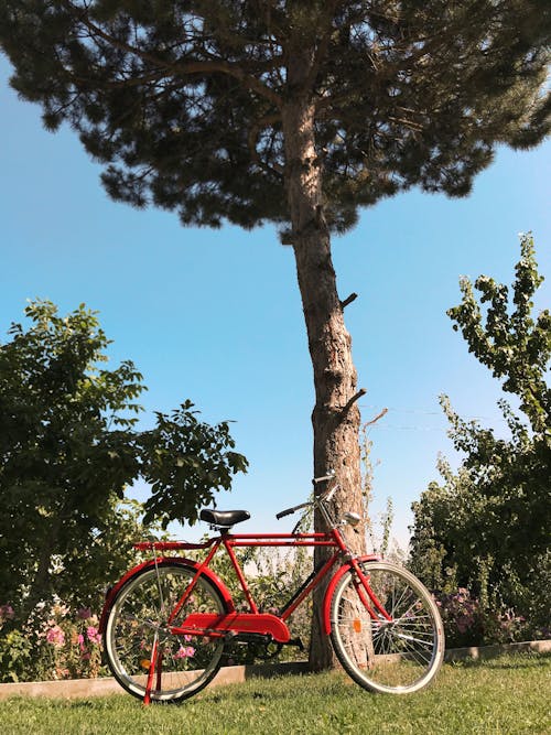 Gratis stockfoto met boom, buiten, fiets Stockfoto