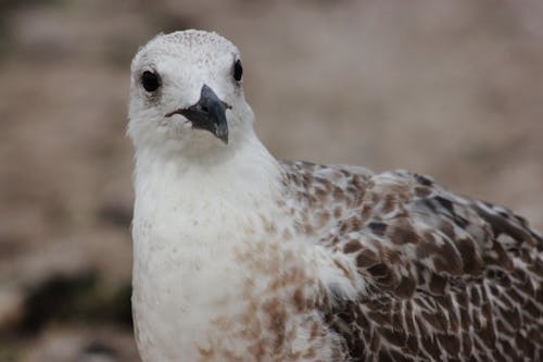Close-Up View of a Bird 