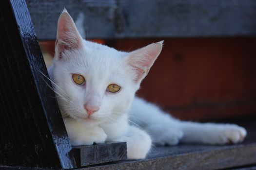 A calm white cat lounging on a wooden surface with a soft gaze. Perfect pet photography.