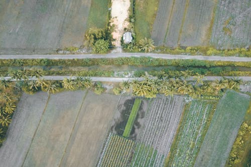 Aerial view of vast horticultural plantations during harvest season cultivated in exotic country on clear day