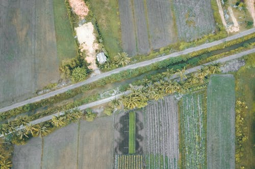 Agricultural plantations in countryside during harvest season