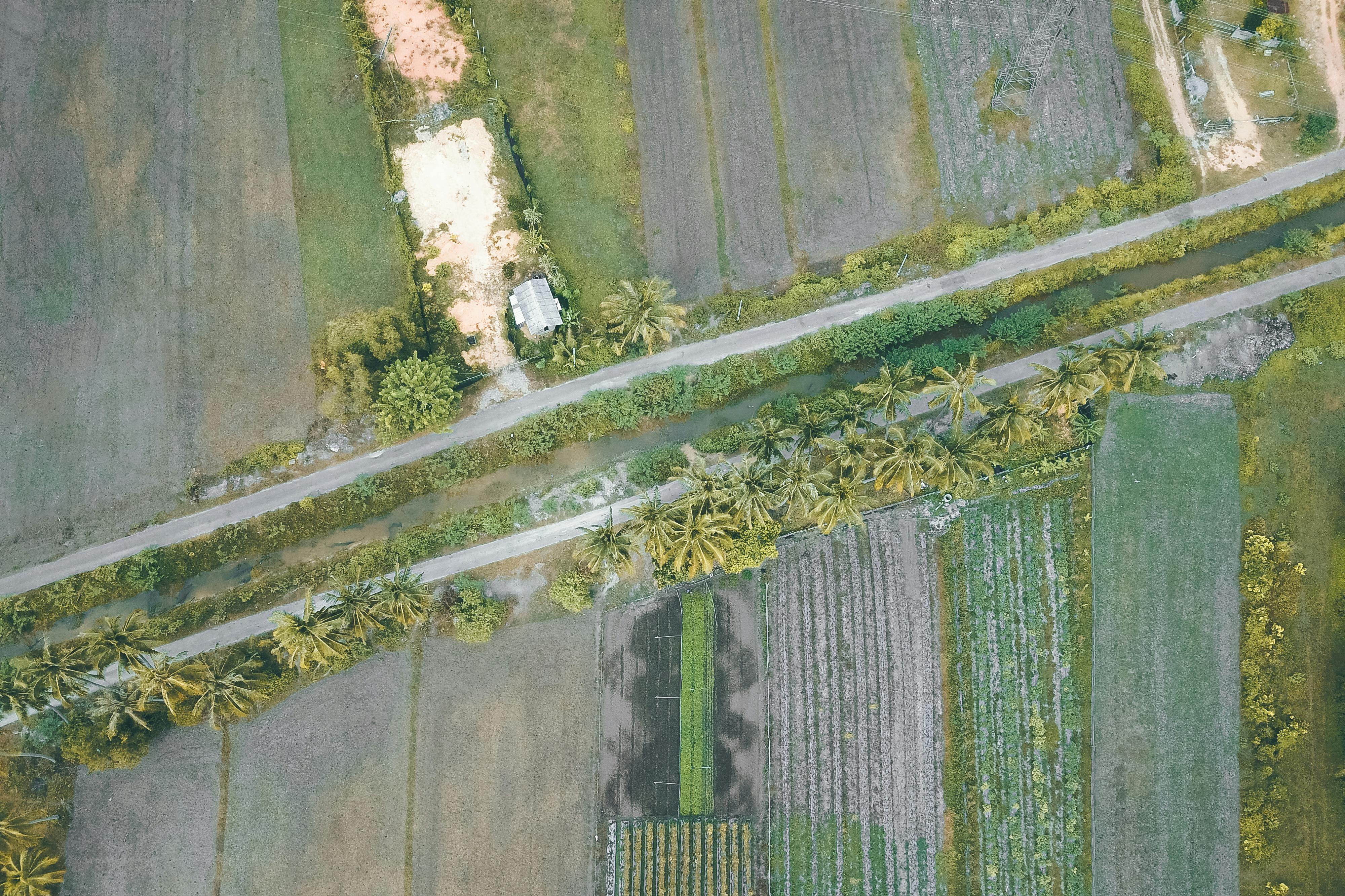 Amazing lush rice fields in tropical countryside · Free Stock Photo