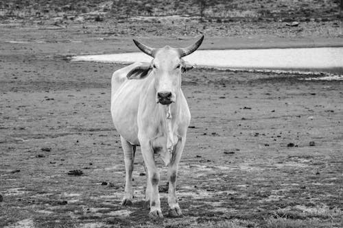 Grayscale Photo of Cow on Field 
