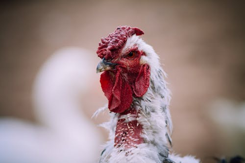 Close-Up View of a Chicken