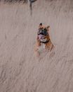 Brown Short Coated Dog Running on Snow Covered Field