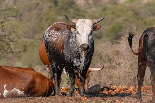 Foto stok gratis pedesaan, peternakan, sapi