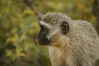 White and Black Monkey in Close Up Photography