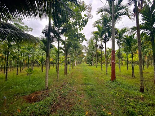 Free stock photo of arecaceae, arecanut, beautiful nature