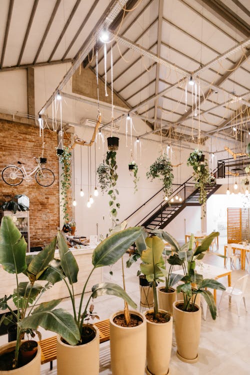 Interior of contemporary light cafe with green houseplants placed on table and ceiling in loft style