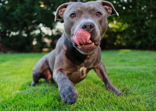 Close-Up View of American Pitbull Terrier Puppy on Green Grass Field