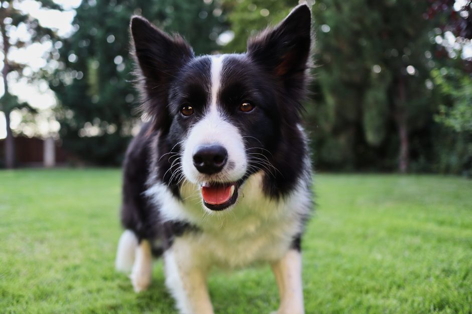 Charming Border Collie enjoying playful moments in a lush green garden.