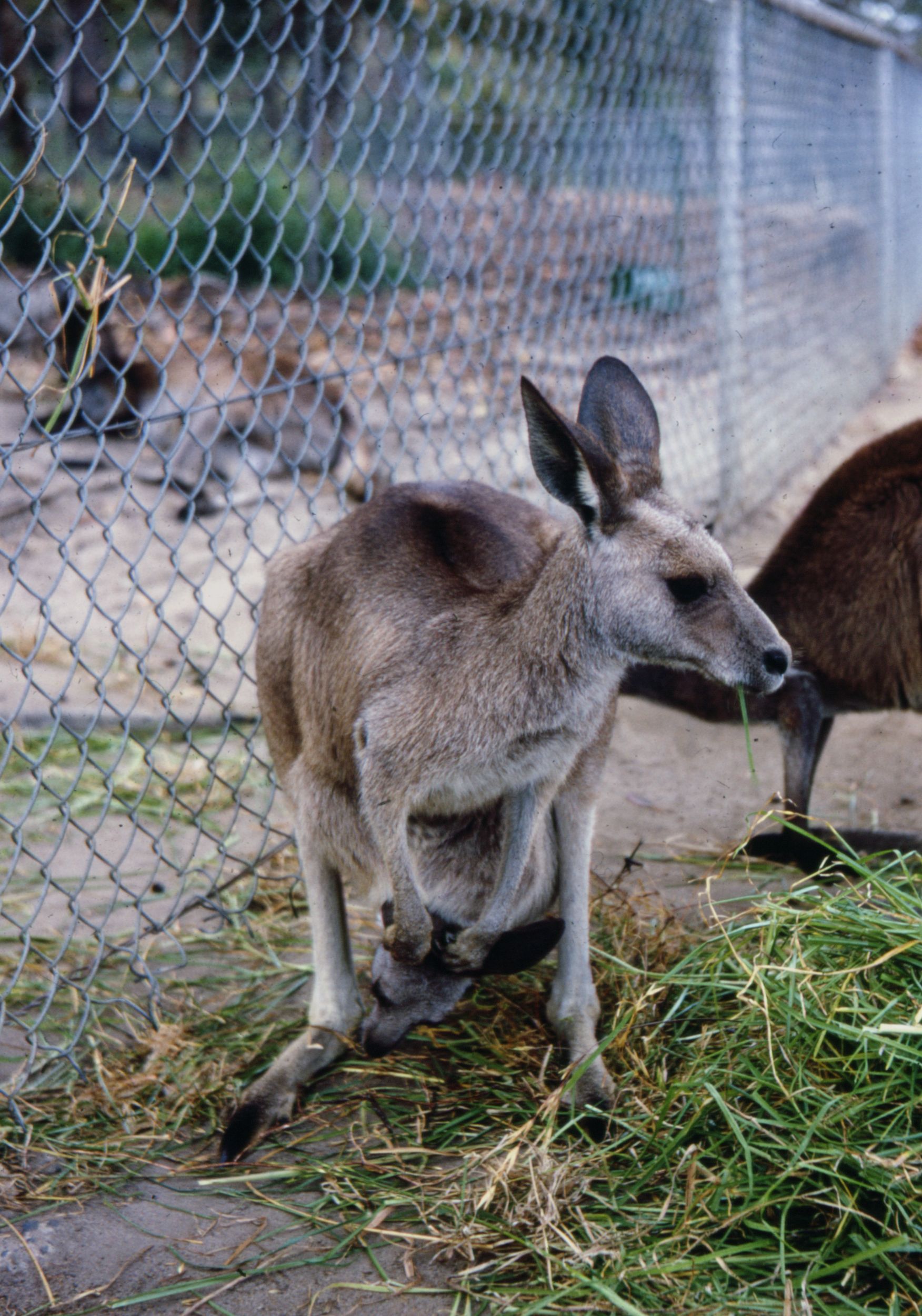 A young kangaroo munching on grass in an outdoor fenced area, showcasing wildlife behavior.