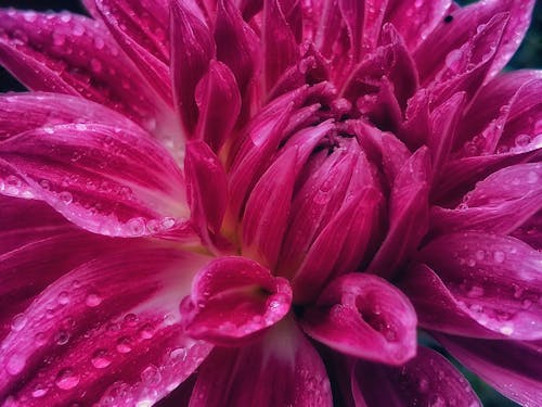 Free stock photo of beauty in nature, blossom, dahlia Stock Photo