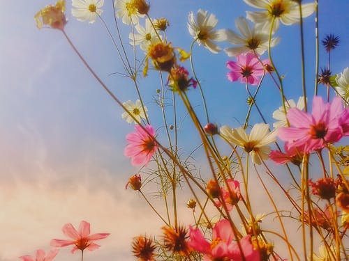 Gratis arkivbilde med bakgrunn, blå himmel, blomst