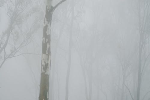 Foggy woods in empty forest in cold overcast weather on gloomy nasty day