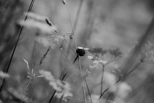 Delicate flower in blooming summer field