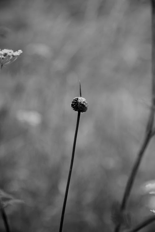 Black and white of thin stem with bud growing near blooming flowers in meadow