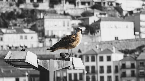 Fotobanka s bezplatnými fotkami na tému čajka, čierne a biele mesto