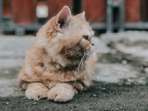 Orange Tabby Cat Lying on Floor