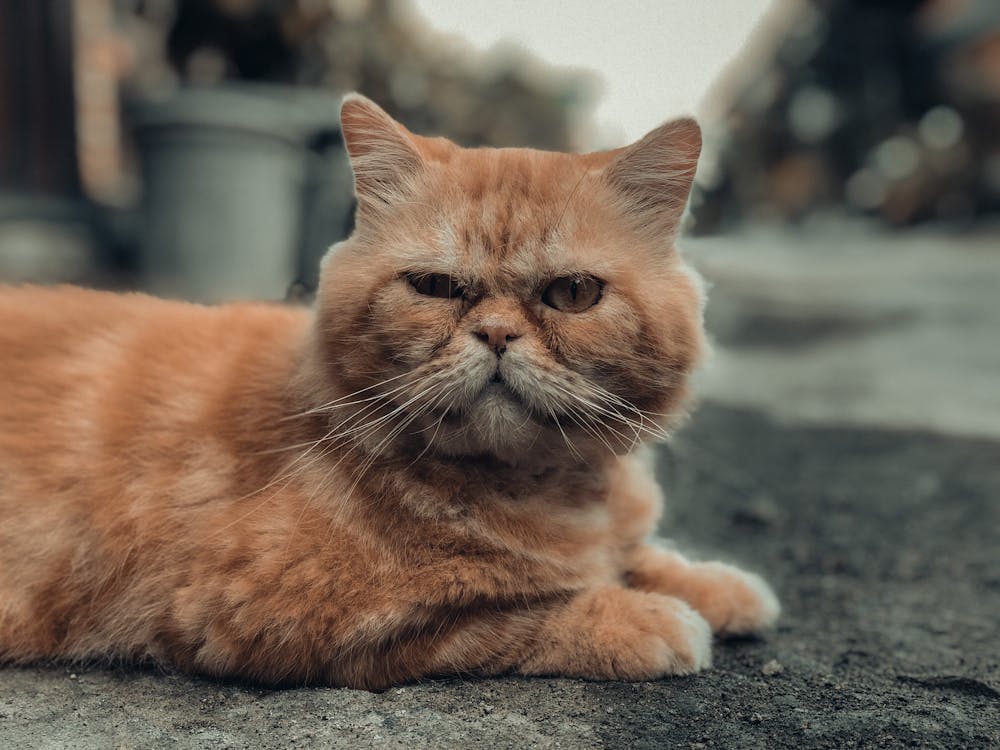 Free Close-up of an orange tabby cat lying on the ground with fur details and whiskers visible. Stock Photo