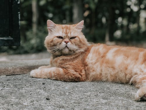 Orange Tabby Cat Lying on Floor