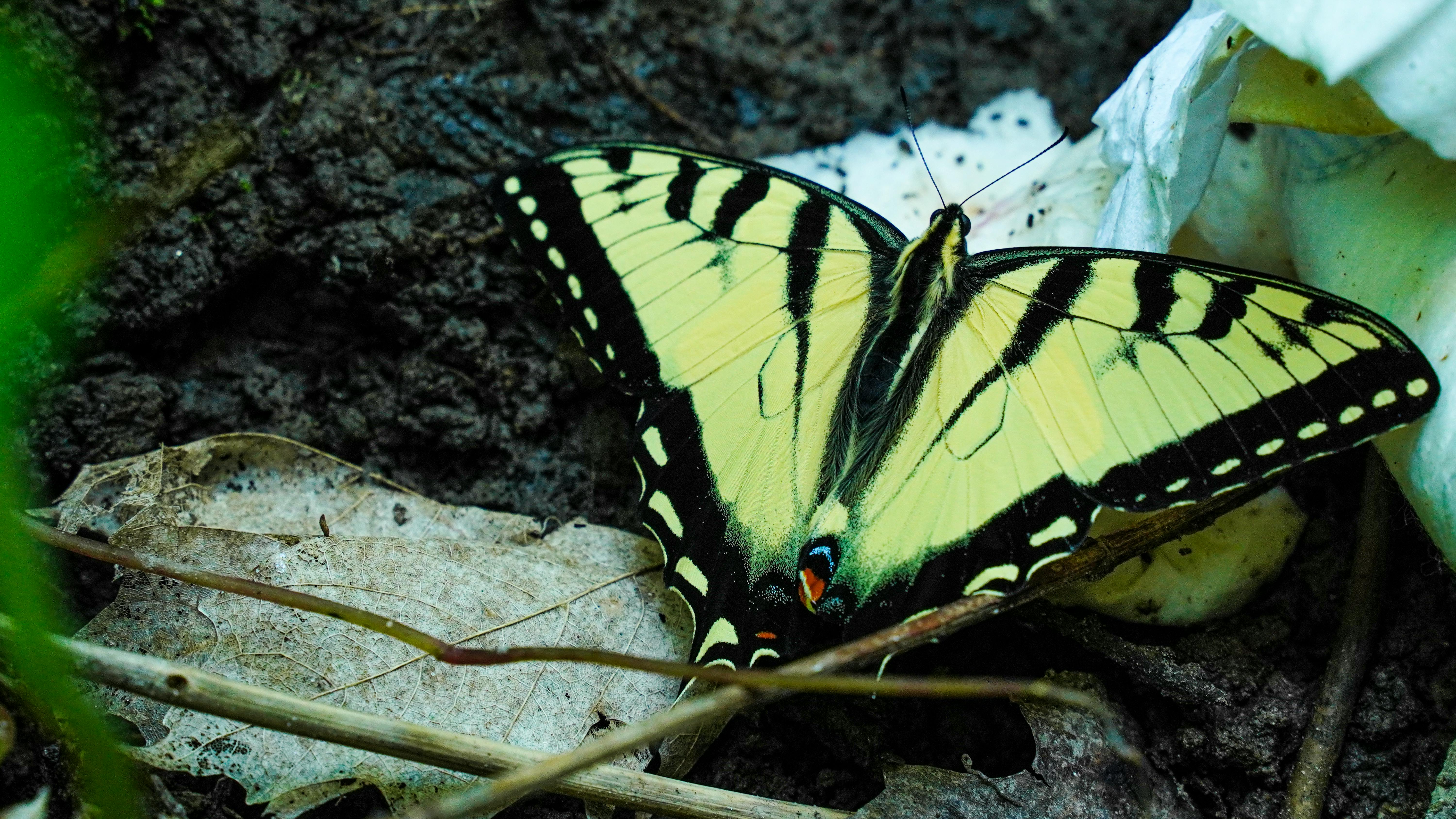 Collection of Samsung Galaxy devices