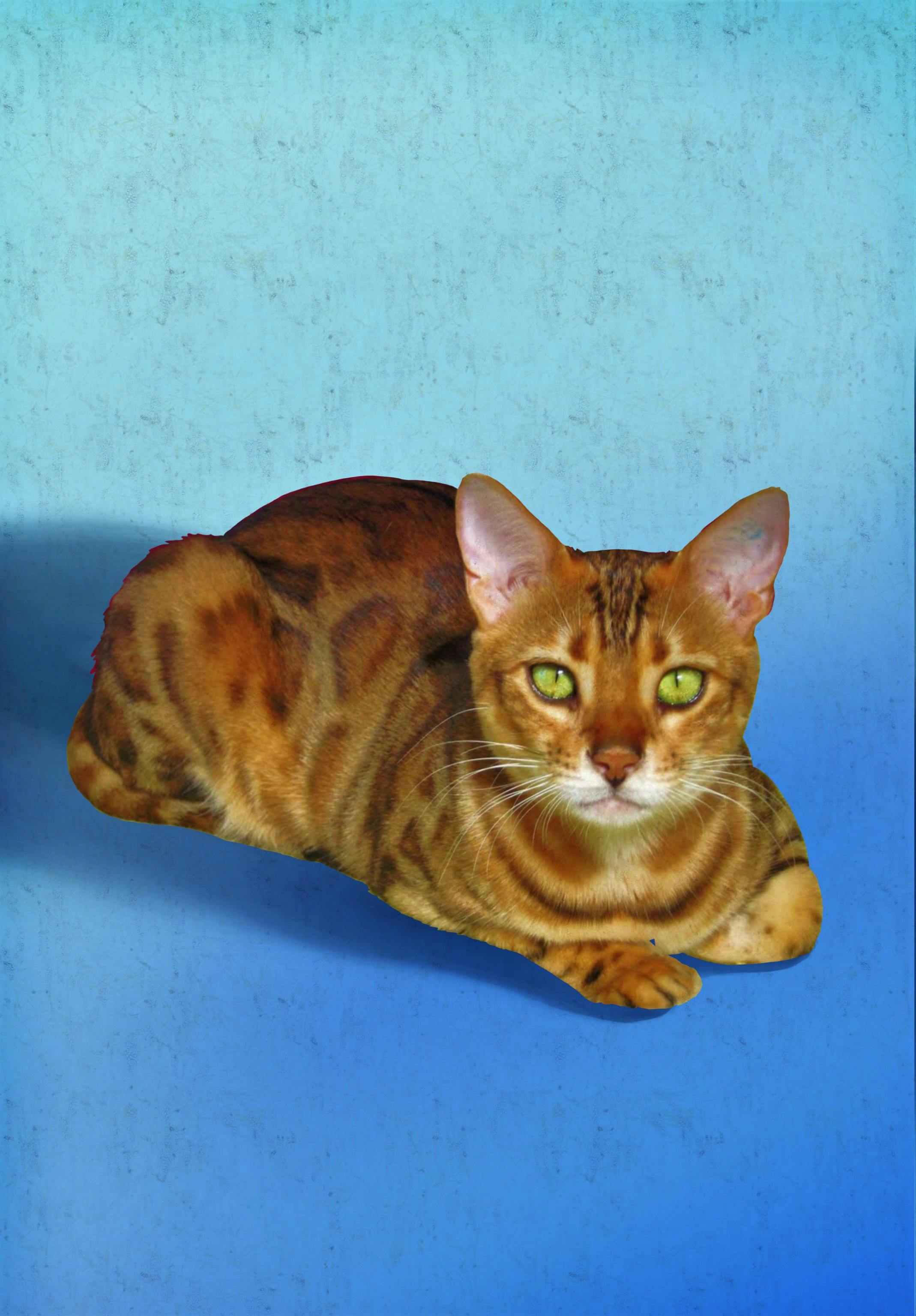 رسم توضيحي لتحذير حظر حساب WhatsApp