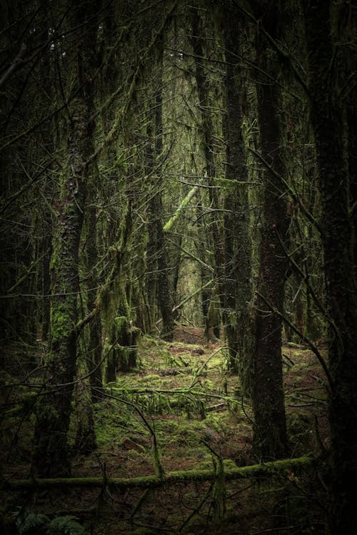 Immagine gratuita di albero, ambiente, bosco